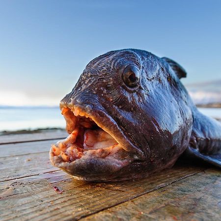 Vikran Vacation: Sea Fishing And Northern Lights Экстерьер фото