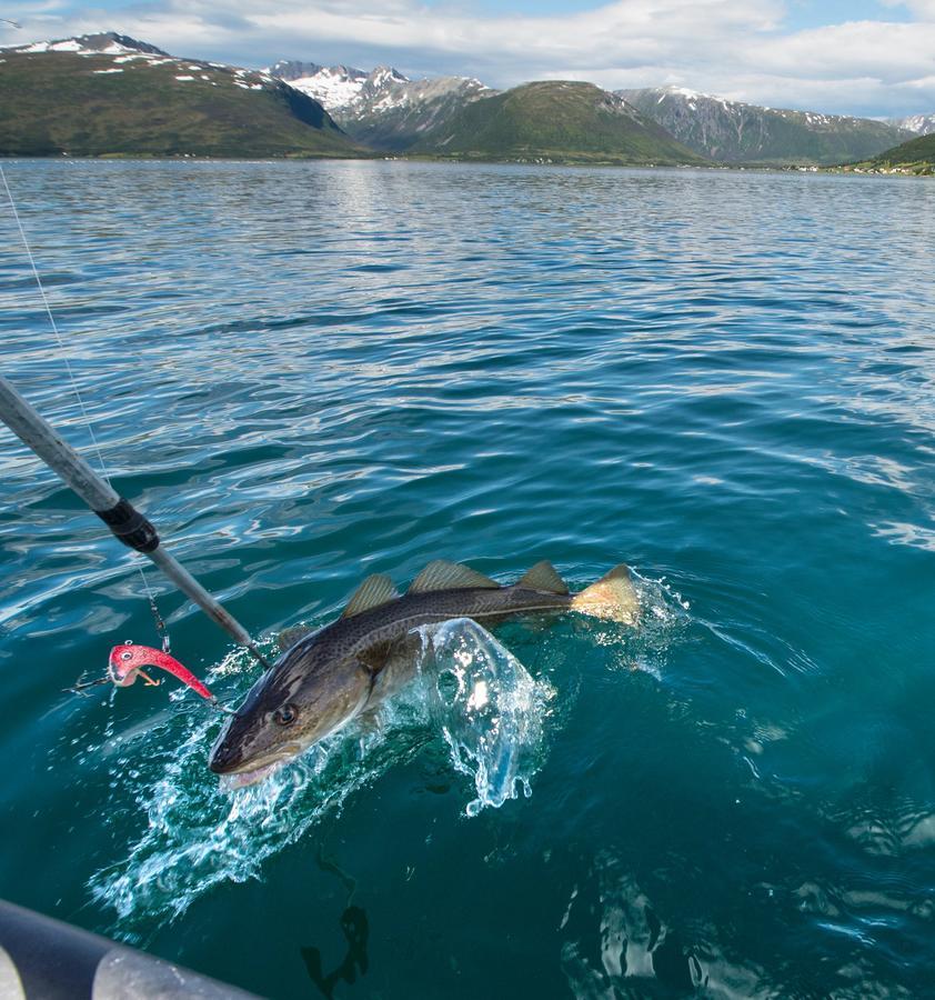 Vikran Vacation: Sea Fishing And Northern Lights Экстерьер фото