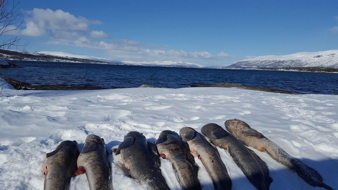 Vikran Vacation: Sea Fishing And Northern Lights Экстерьер фото